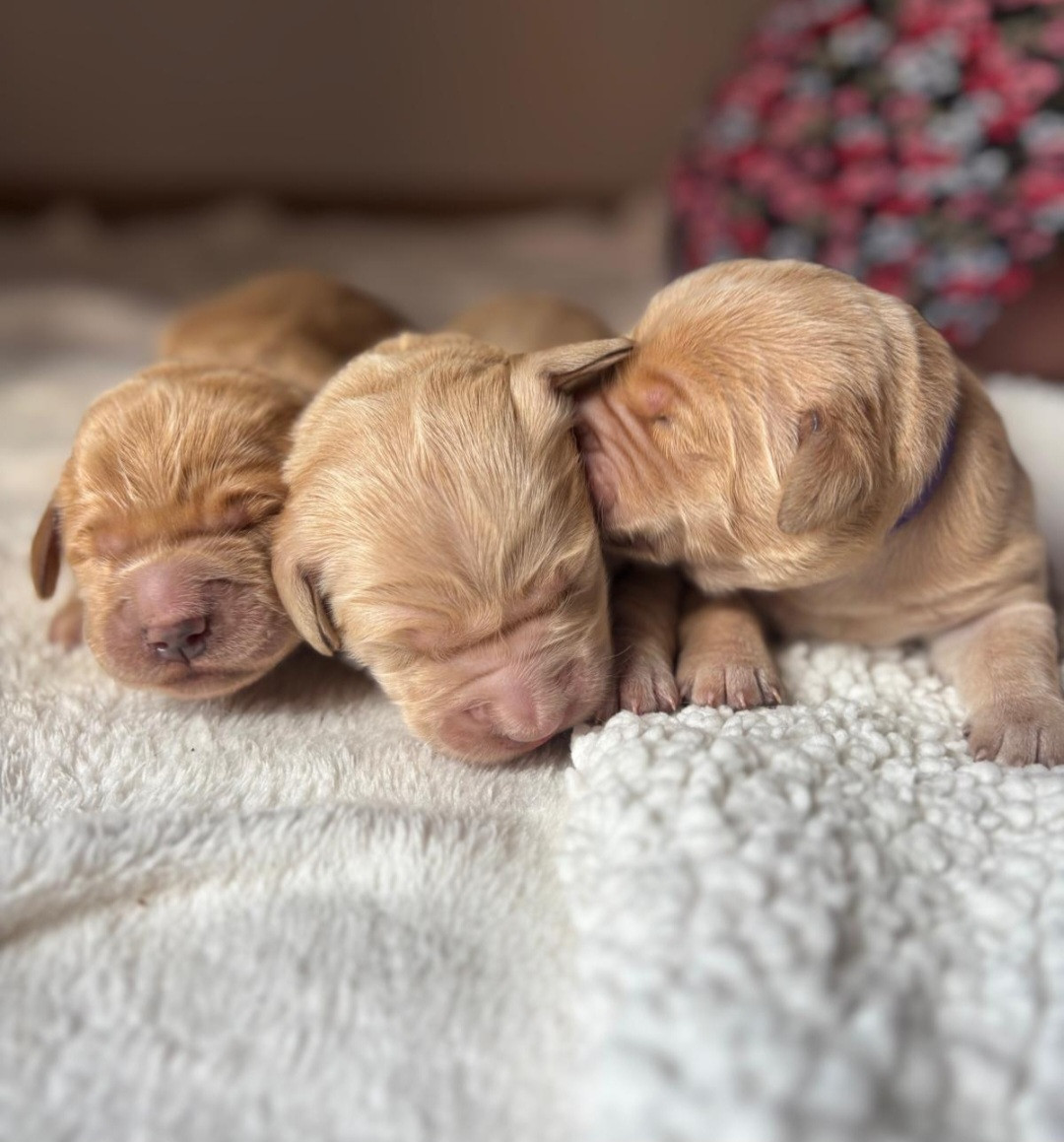 Chiot Golden Retriever Du Reve Des Etoiles Eternel