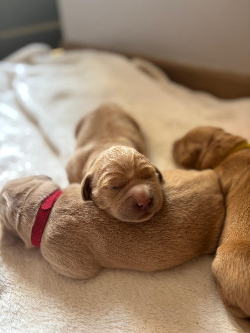 Du Reve Des Etoiles Eternel - Chiots disponibles - Golden Retriever